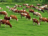 beef