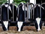 cow eating