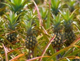 pineapple