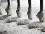 sugar