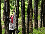 tree rubber